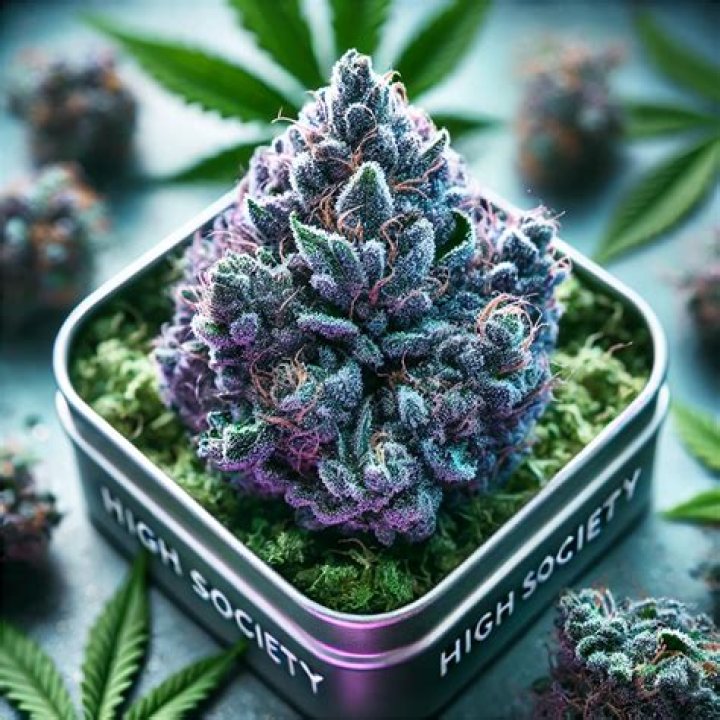 Lsd Weed Strain - Blueberry Weed Strain
