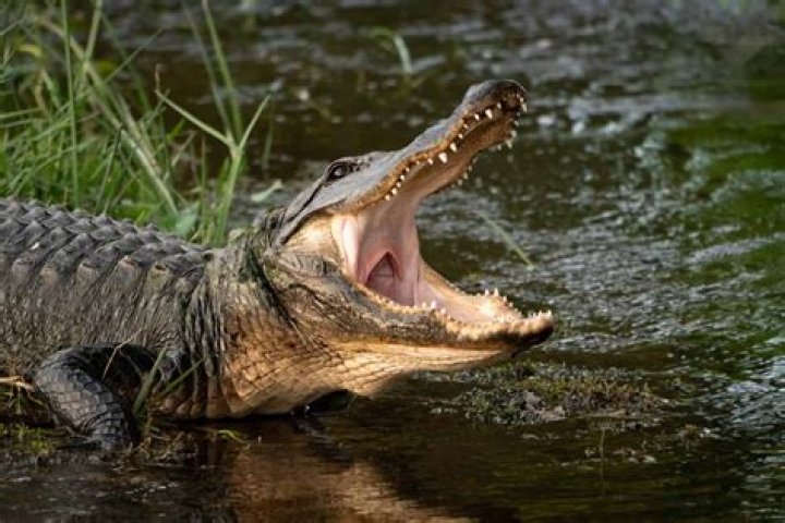 &lsquo;The gator has me&rsquo; Horrifying video shows how alligator attack on 85