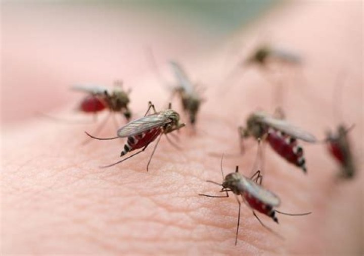 Luz just explained why mosquitos love biting me so much & why woodland