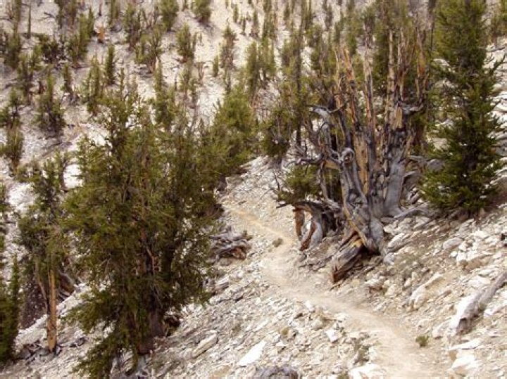 Methuselah The 4,851 Year Old Tree