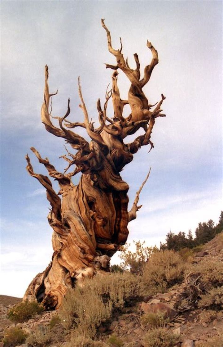 Methuselah, the oldest living noncolonal organism in the world at