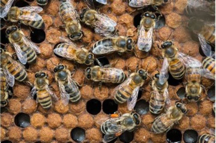 Mysterious origins of western honey bees revealed &bull;