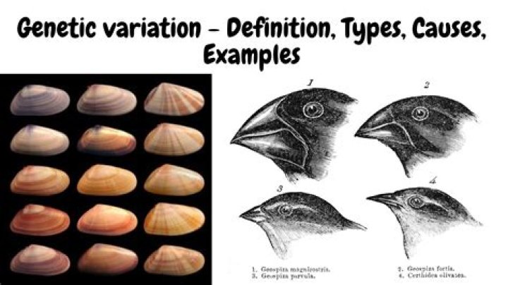 Natural Variation, Gscthree