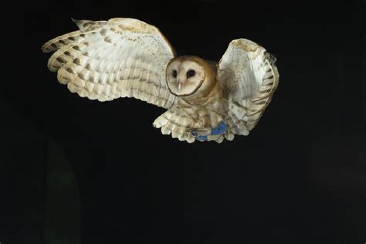 Night owls to put puzzlesolving skills to test with inSOLVEnia