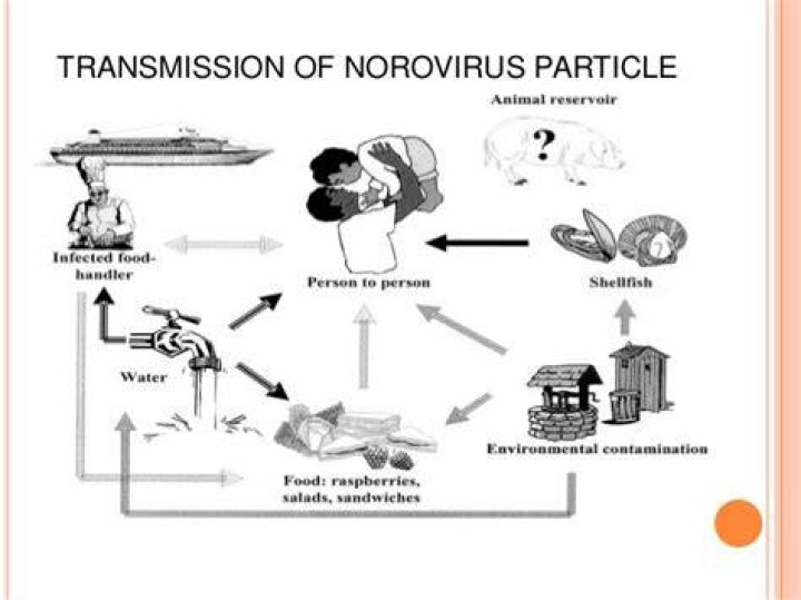Norovirus meet the HERBS theHERBAL CachetheHERBAL Cache Nature's