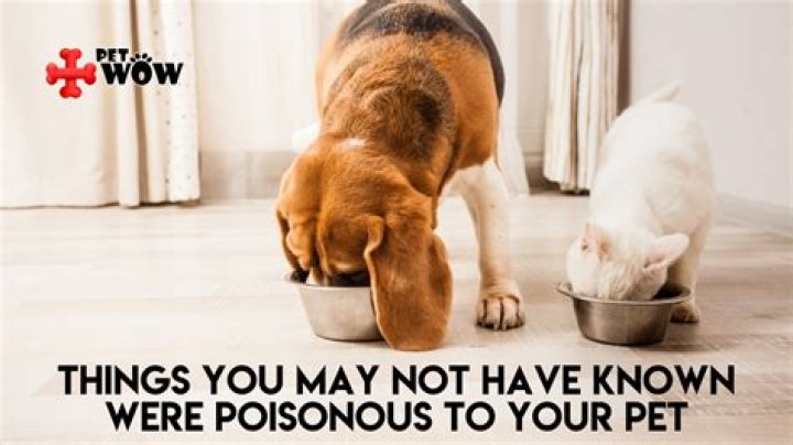 Not known Details About Pet Blankets 