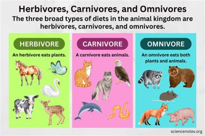 Omnivorous, Gscthree
