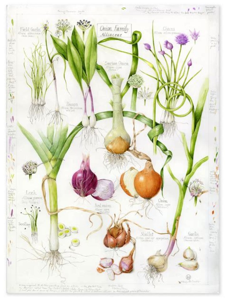 Onion, Gscthree