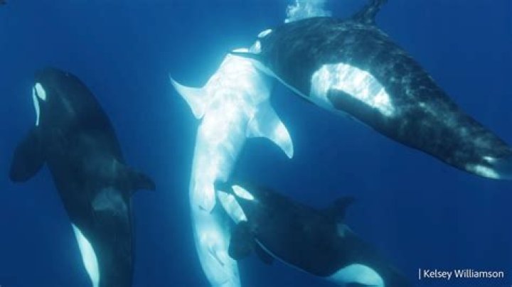 Orca will change US battlereadiness