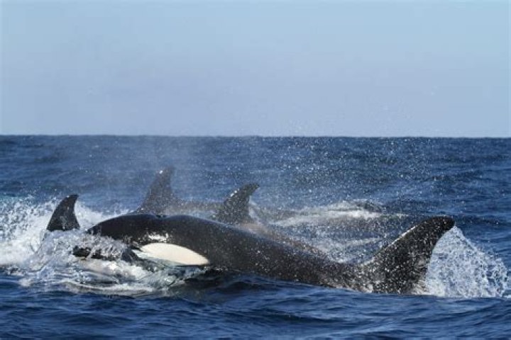 Orcas, Lost Submarines and Laughter at the End of the World by Jude