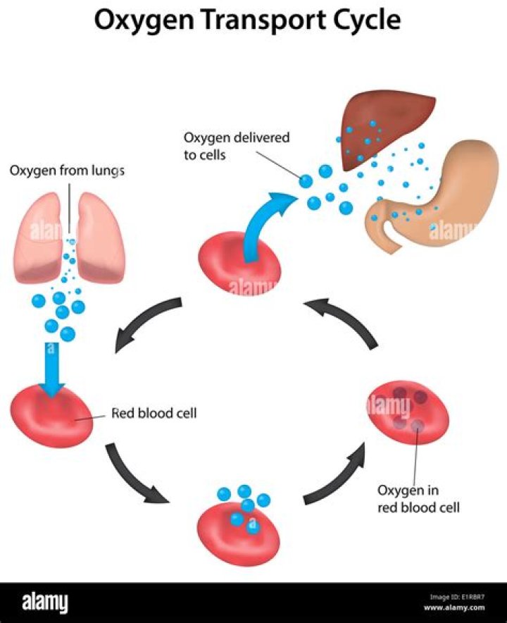 oxygen transport