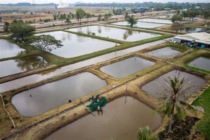People at fish ponds in Belize