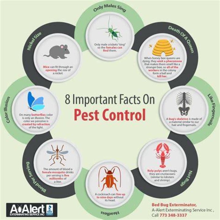 Pest Control Basics: What Every Homeowner Should Know