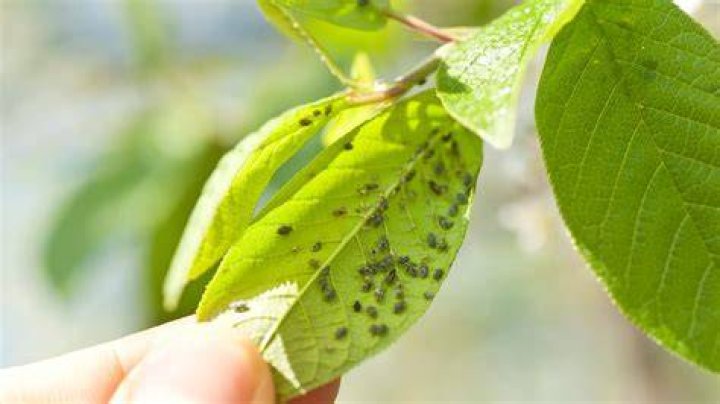 Pest Or Disease Damage, Gscthree