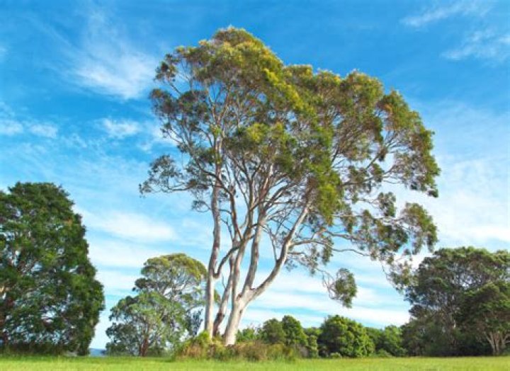Photo of Australian trees and woodlands with lake and mountain in background