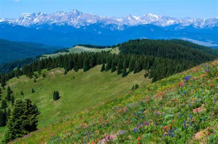 Pictures of Vail Bloom