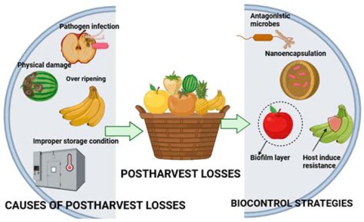 Post-harvest Handling, Gscthree