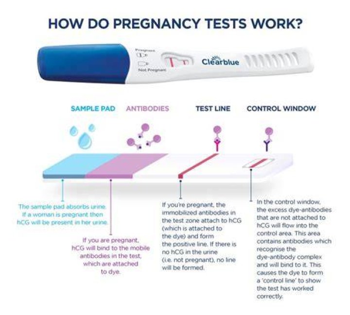 Pregnancy, Sniprhub