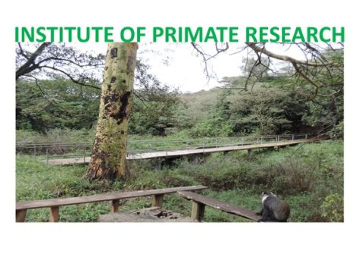 Primate Research, Culinarychronicleshub