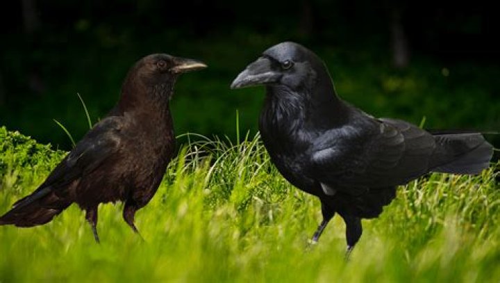 Raven Abaroa现在在哪里,为什么被释放? 新利18体育备用