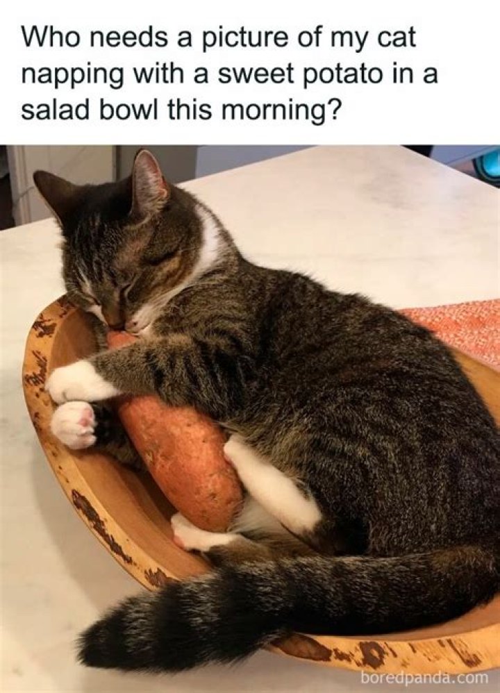 Relatable, Gscone