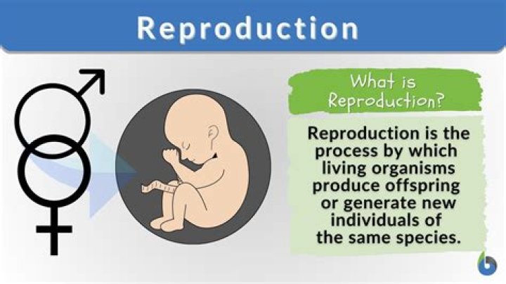 Reproduction, Gsctwo