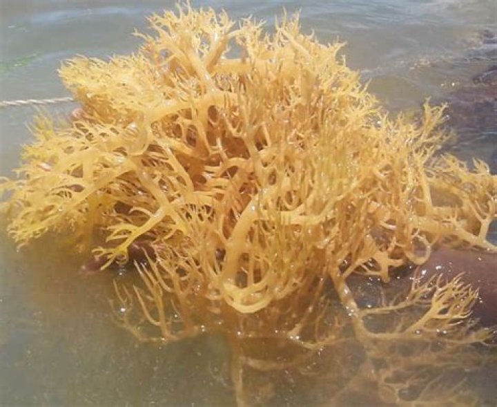 Sea Moss in Spanish Translation Spanish to Go