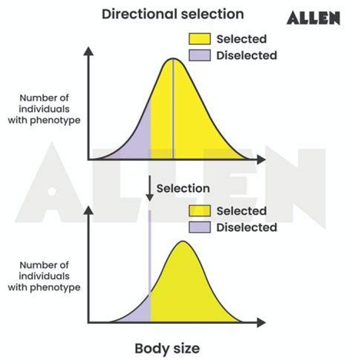 Selection, Gscsix