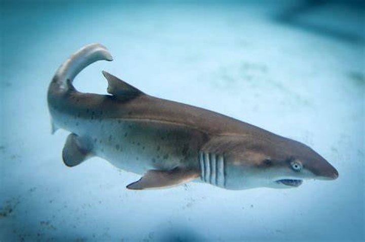 SHARK BAE Fashion, Save the sharks, Women