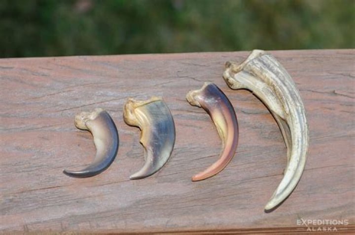 Sharp Claws And Teeth, Gscthree