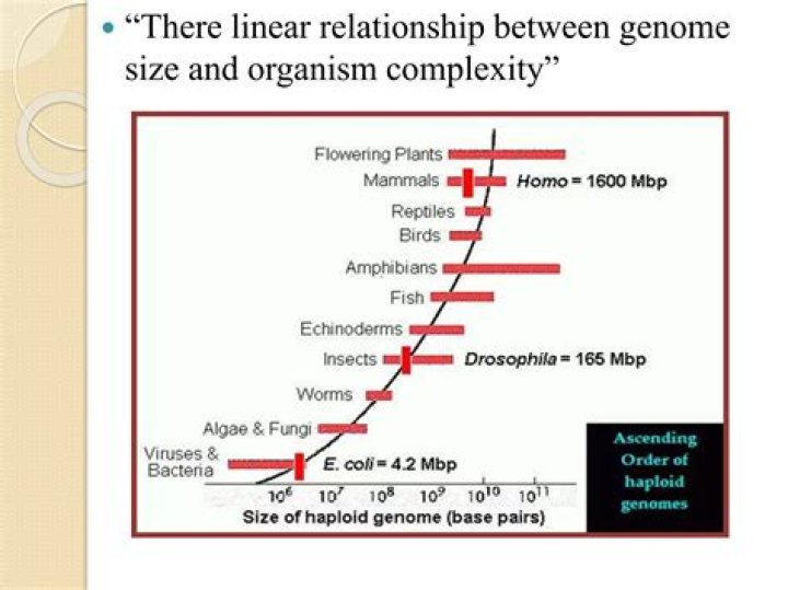 Size And Complexity, Gsctwo