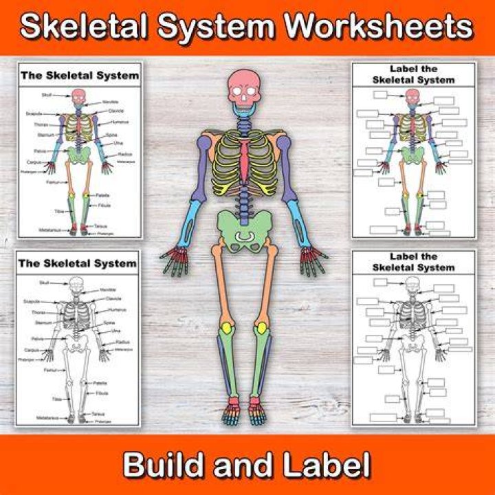 Skeletal Preservation, Fashytrend