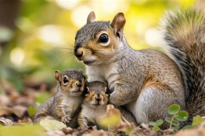 Squirrel Mother