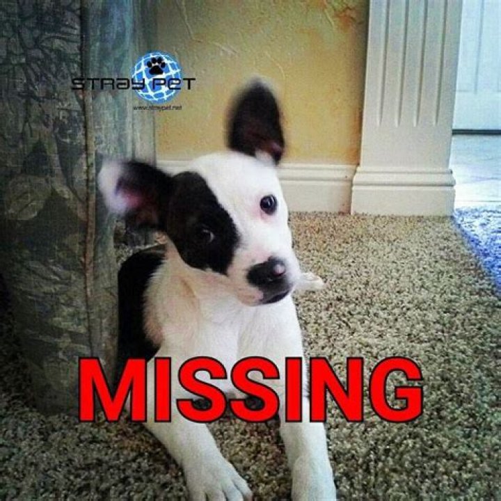 Stray Pet Alert Missing Boston Terrier named Rosie (Homestead, FL