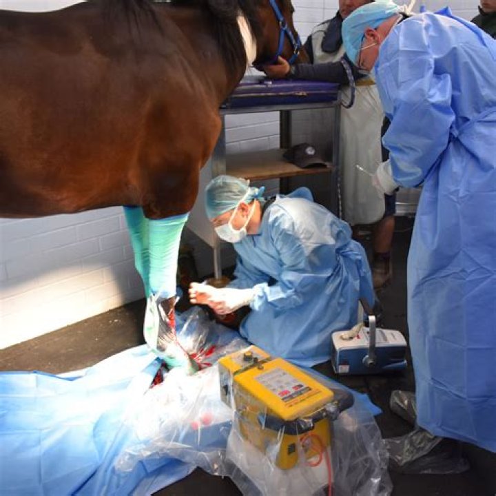Surgery Arizona Equine