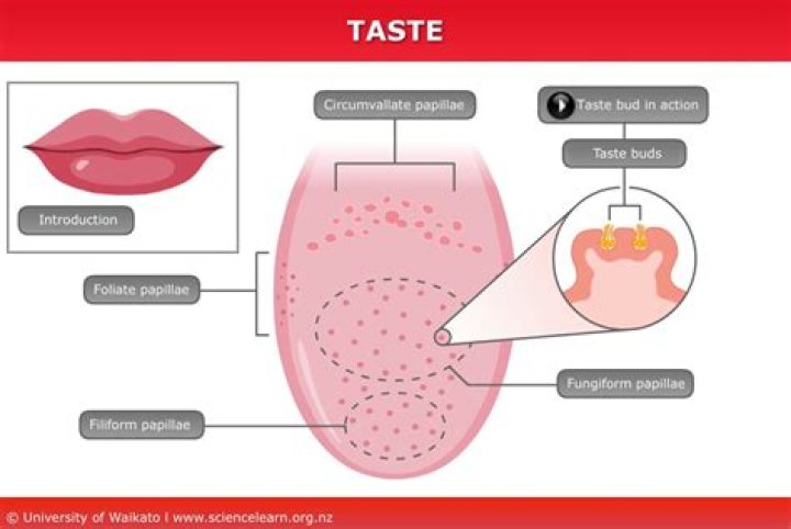 Taste, Gscone