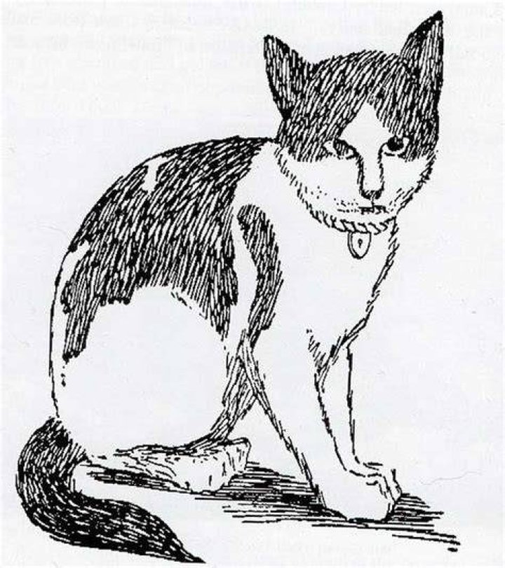 Thar She Mews We Salute 5 LargerThanLife Seafaring Cats Catster