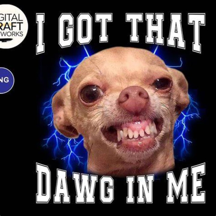 That Dog Got That Dog In Him Know Your Meme