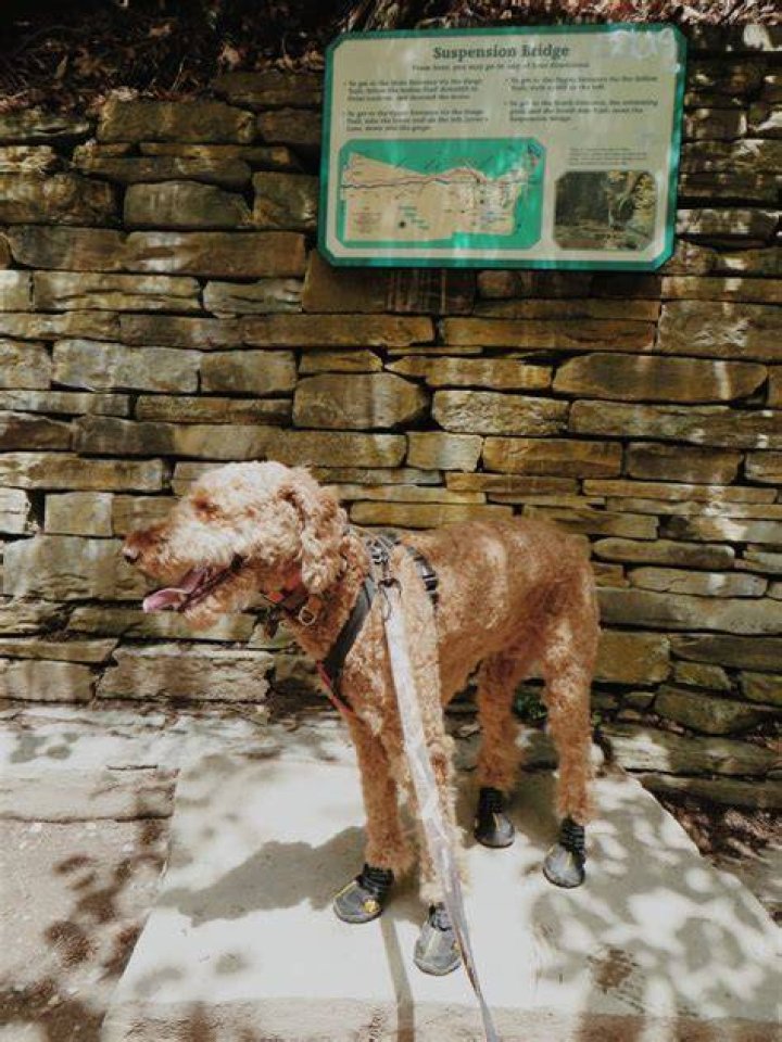 The Best Guide To Dog Blanket Custom