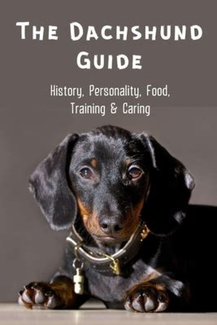The Dachshund Guide History, Personality, Food, Training, Care, and