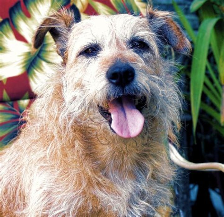 The Mutt Free Stock Photo Public Domain Pictures