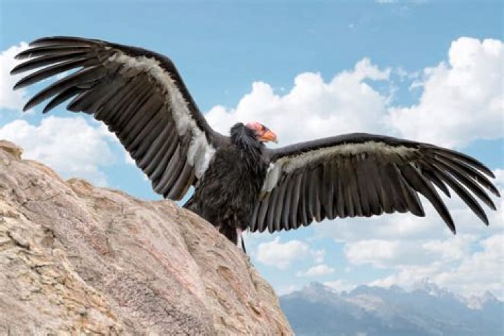 The Worlds Top 10 Birds With the Largest Wingspan