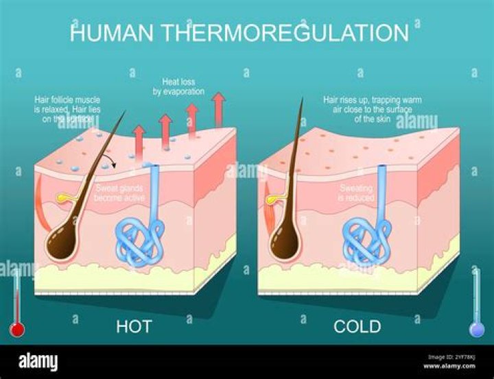 Thermoregulation, Fashytrend
