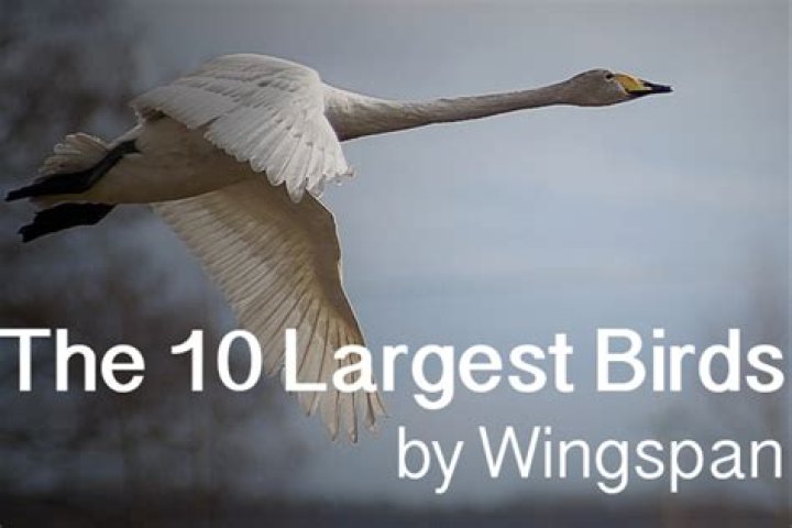 Top 10 Largest Birds on Earth Wingspans HubPages