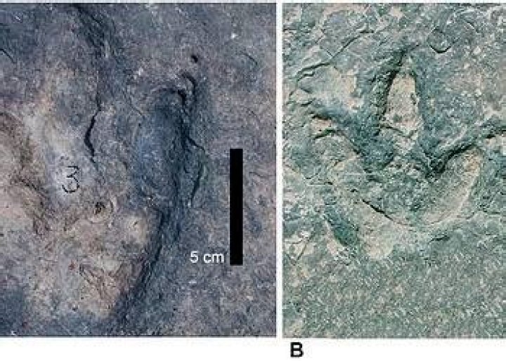 Trackway Evidence, Fashytrend