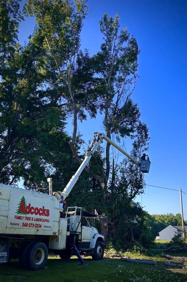 Tree Service Fredericksburg VA