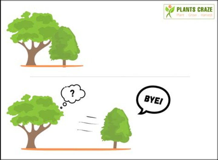 Trees Moving by Themselves Fast Real or Fake?