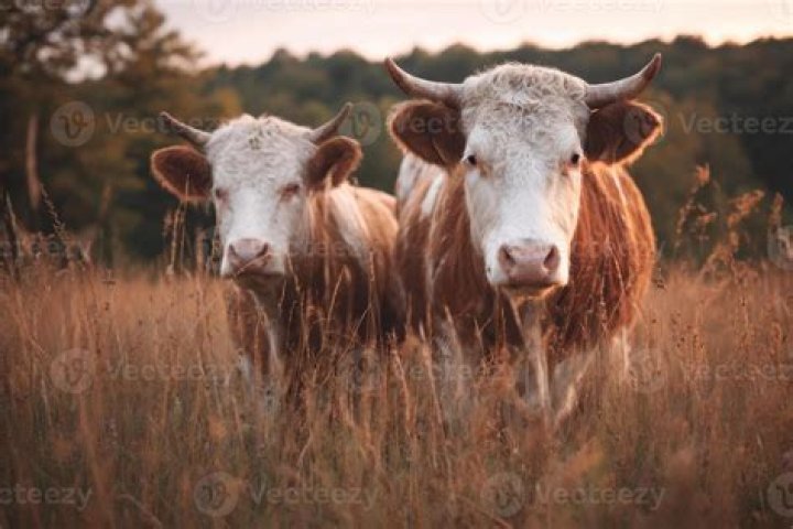 Two friendly cows