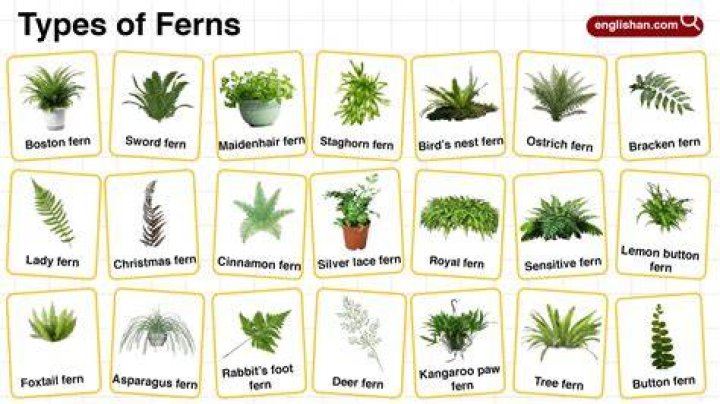 Types of fern plants
