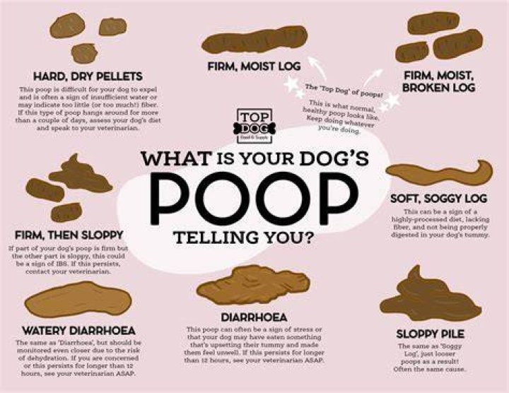 Understanding The Mystery: Why Does My Poop Smell Burnt?